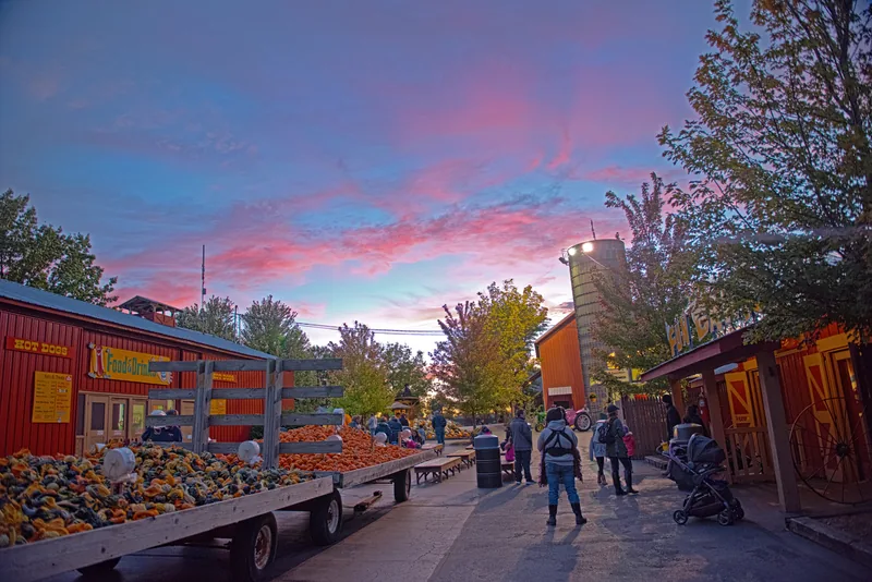 Apple orchard harvest and fresh cider in Illinois