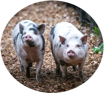 Swifty Swine Pig Races