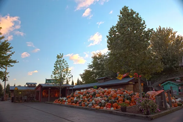 Giant Pumpkin Pile