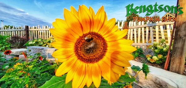 Sunflower Harvest Wall