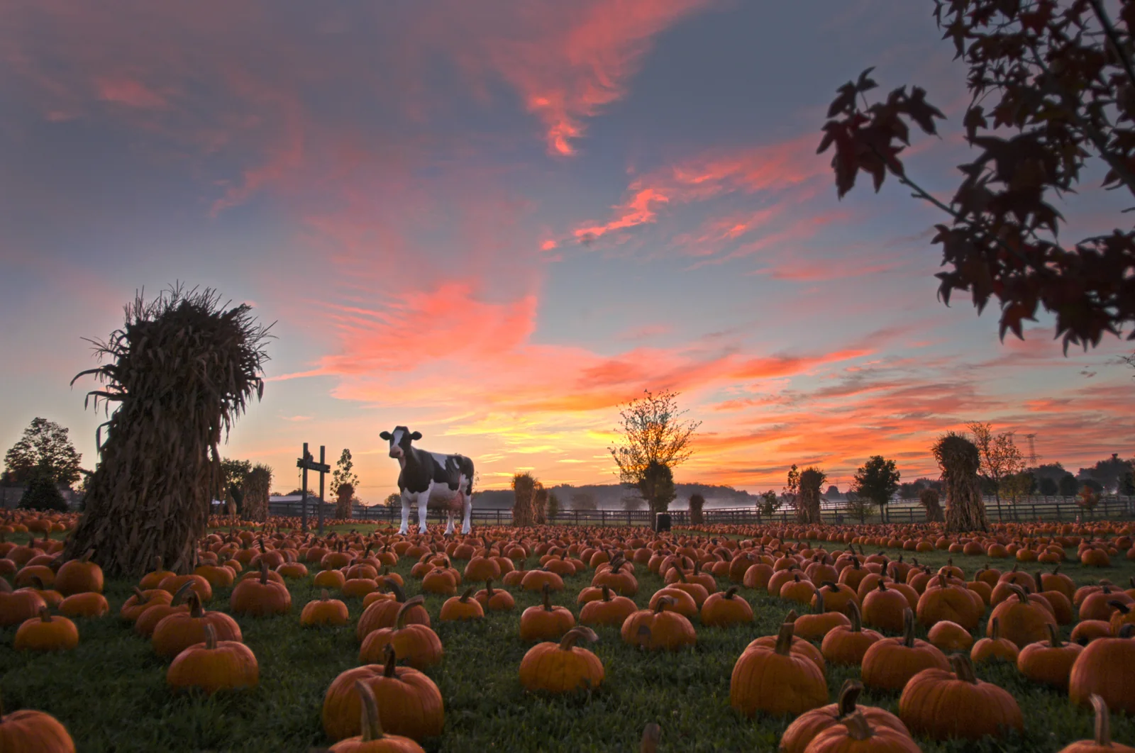 Wide view of pumpkin field and corn shocks at sunset at Bengtson's Pumpkin Farm in Homer Glen