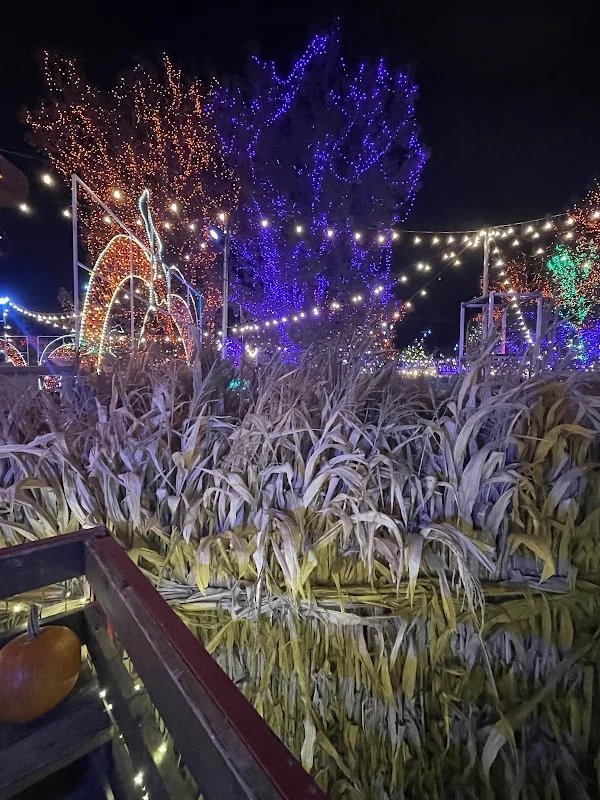 Real visitor photo showing urban corn stalk maze prop setup