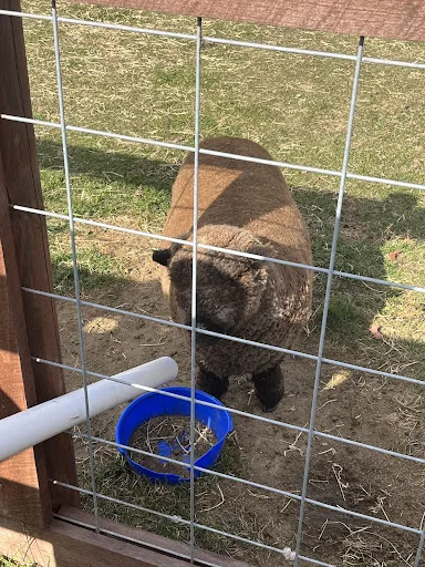 Animal barn enclosures at Kuipers Family Farm
