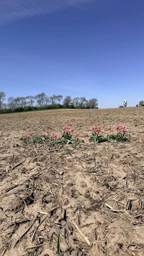 Empty field grounds at Kuipers Family Farm